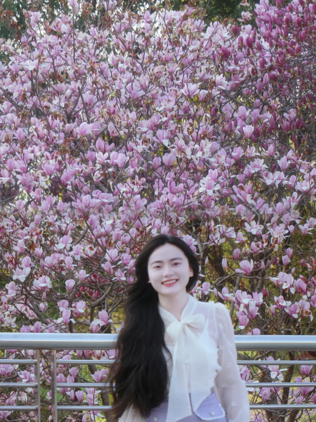 南昌｜玉兰花开满枝头，无绿又无愁