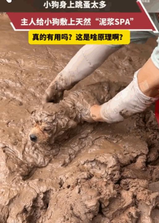 万万没想到！四川，小狗深受跳蚤困扰，浑身痒得不行。主人灵机一动，找来天然泥浆，细