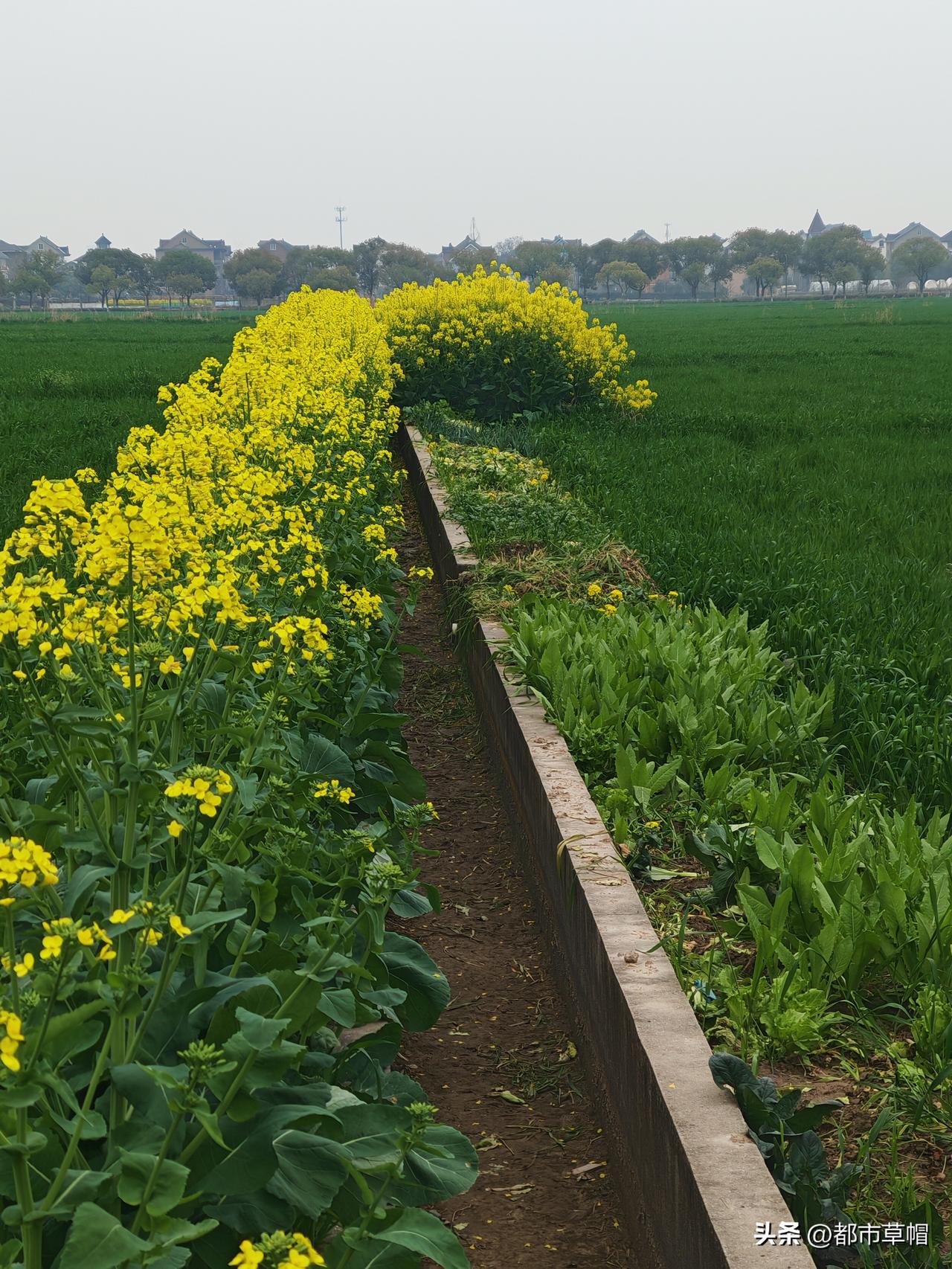 是不浪费每一寸土地，还是占公家便宜？土地流转了都，公家每年每亩地都给了不错的补助