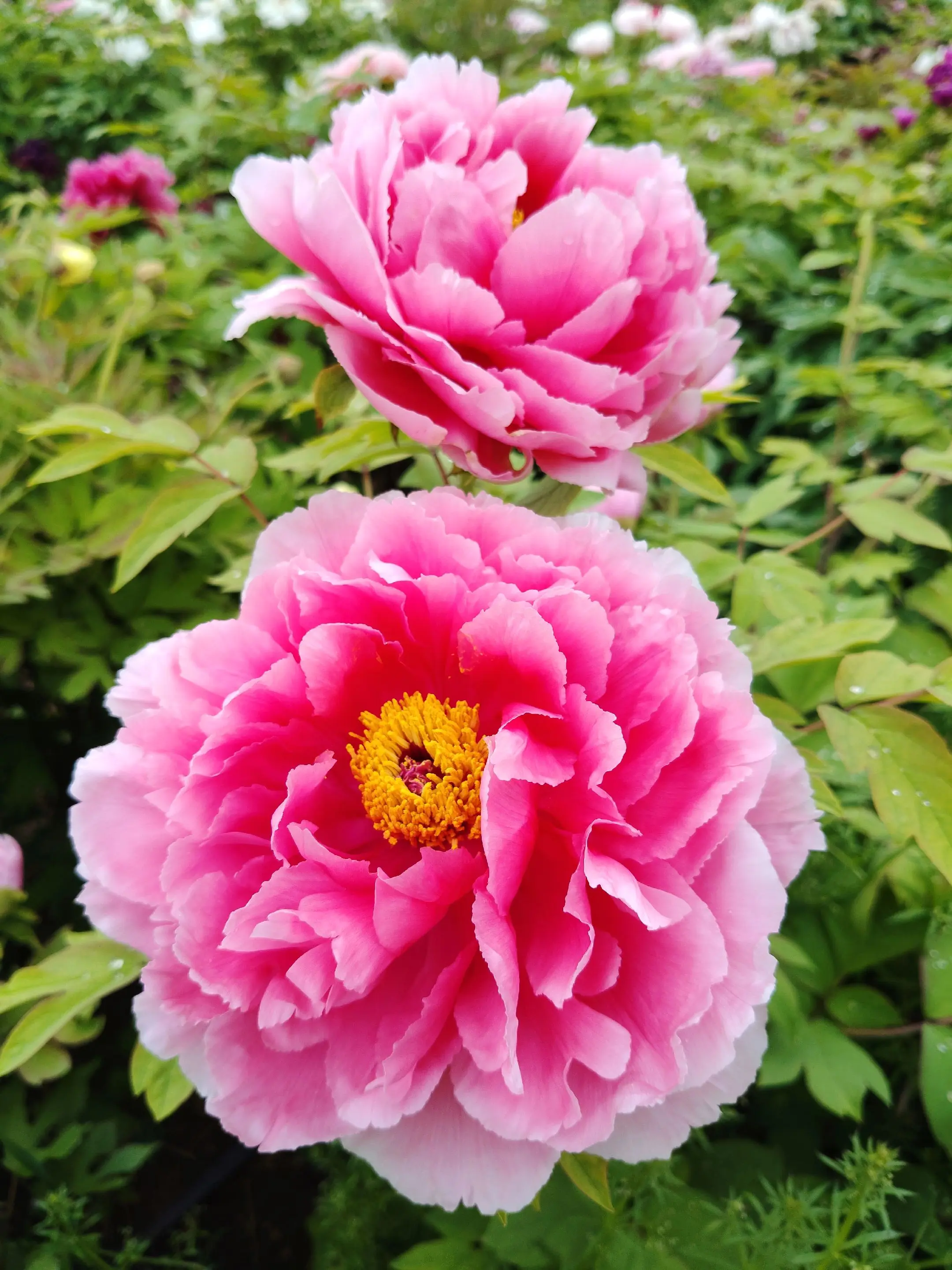 洛阳牡丹甲天下   邙岭牡丹甲洛阳。      洛阳牡丹甲天下， 邙岭...