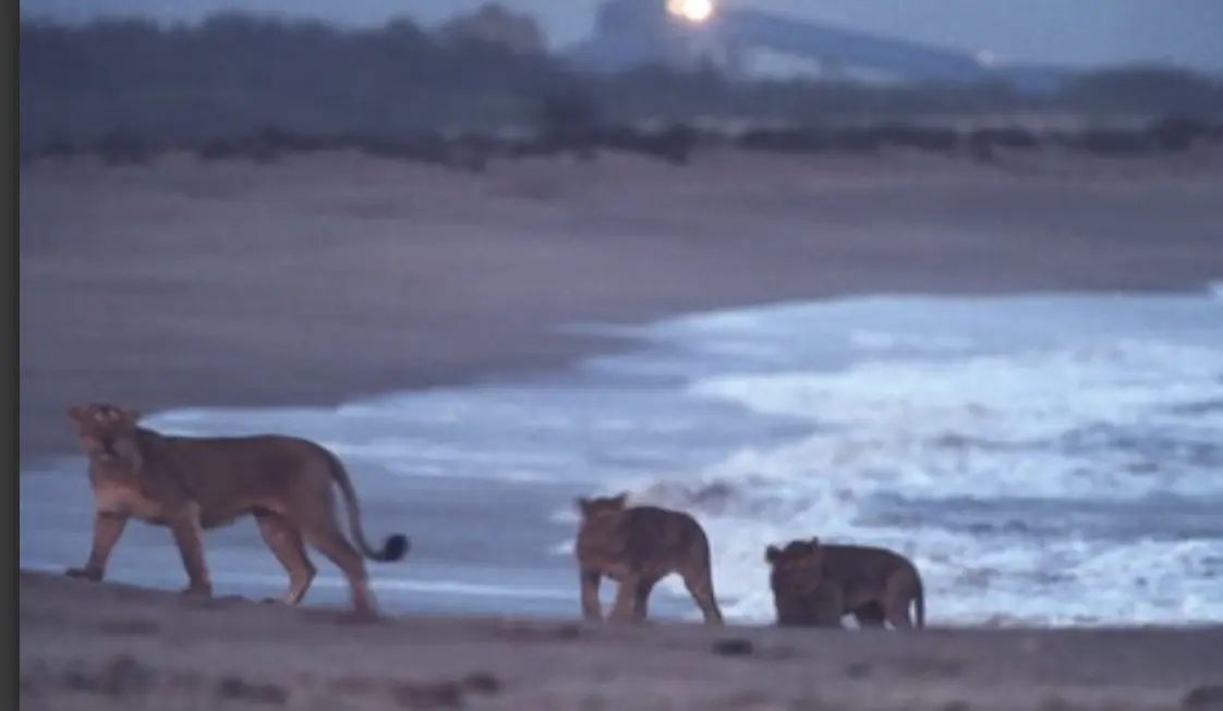 天气热的时候狮子们非常喜欢来到海滩产崽。这些出生在海滩的小亚洲狮子们被...