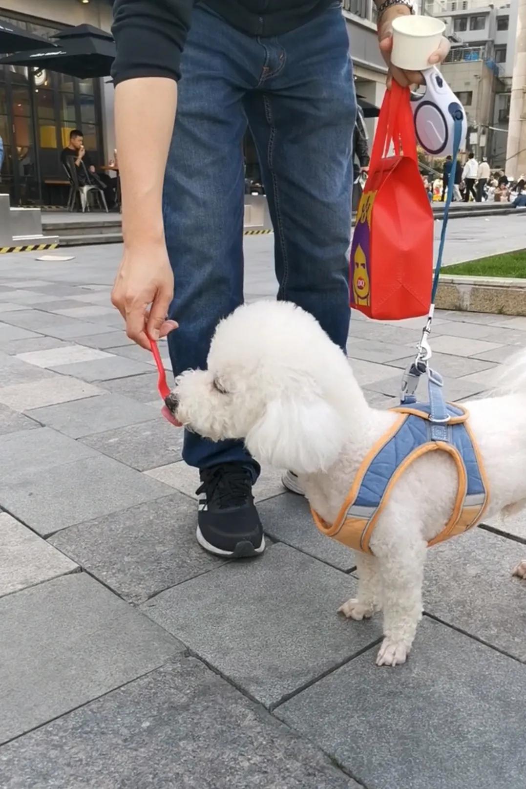 在大街上看到一只狗狗津津有味、一勺接一勺地吃冰淇淋，我问狗狗的主人：是这两天气温