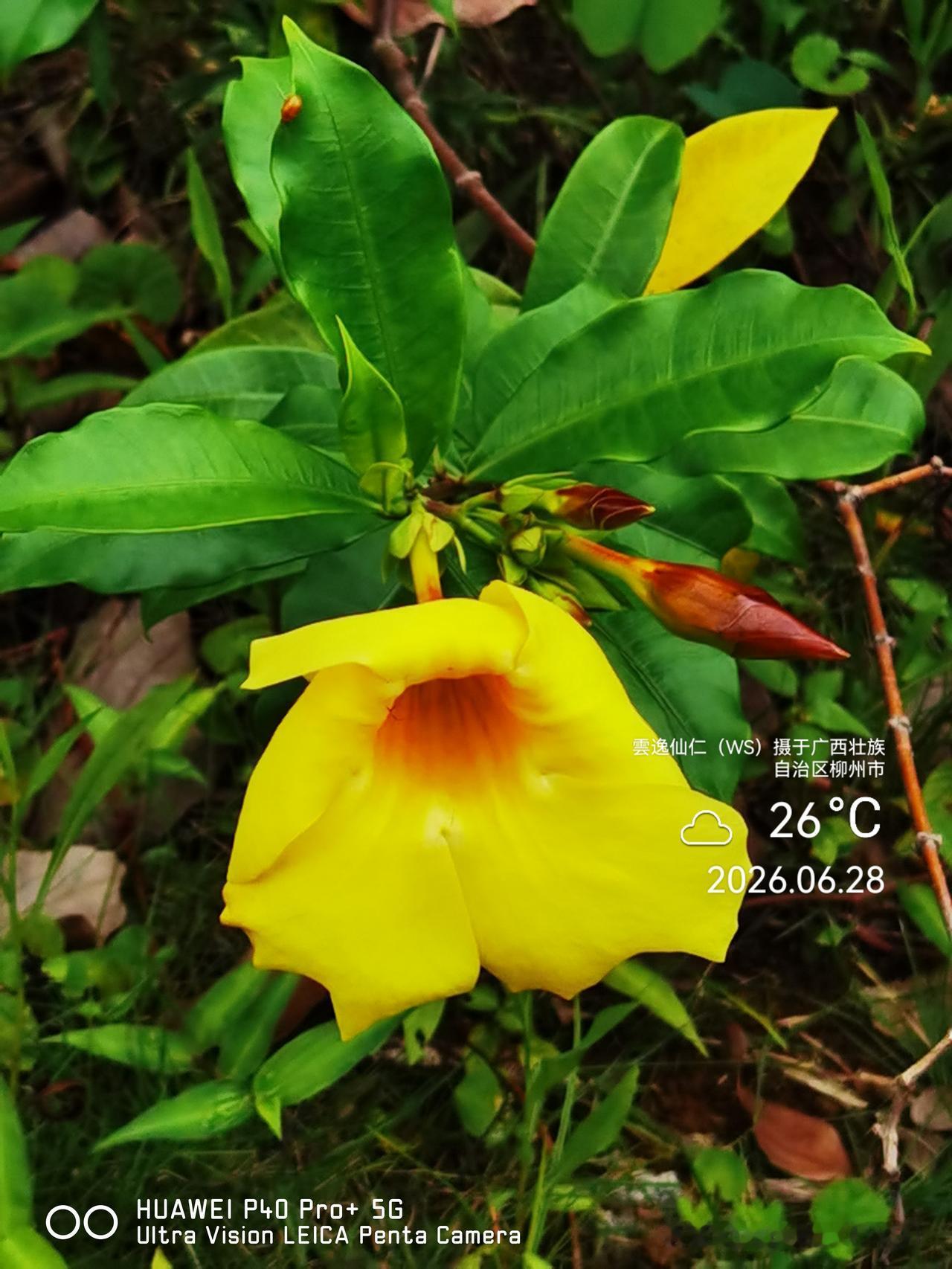 月居生活记录（10088）广西壮族自治区柳州市（125）花儿随拍15：软枝黄婵、