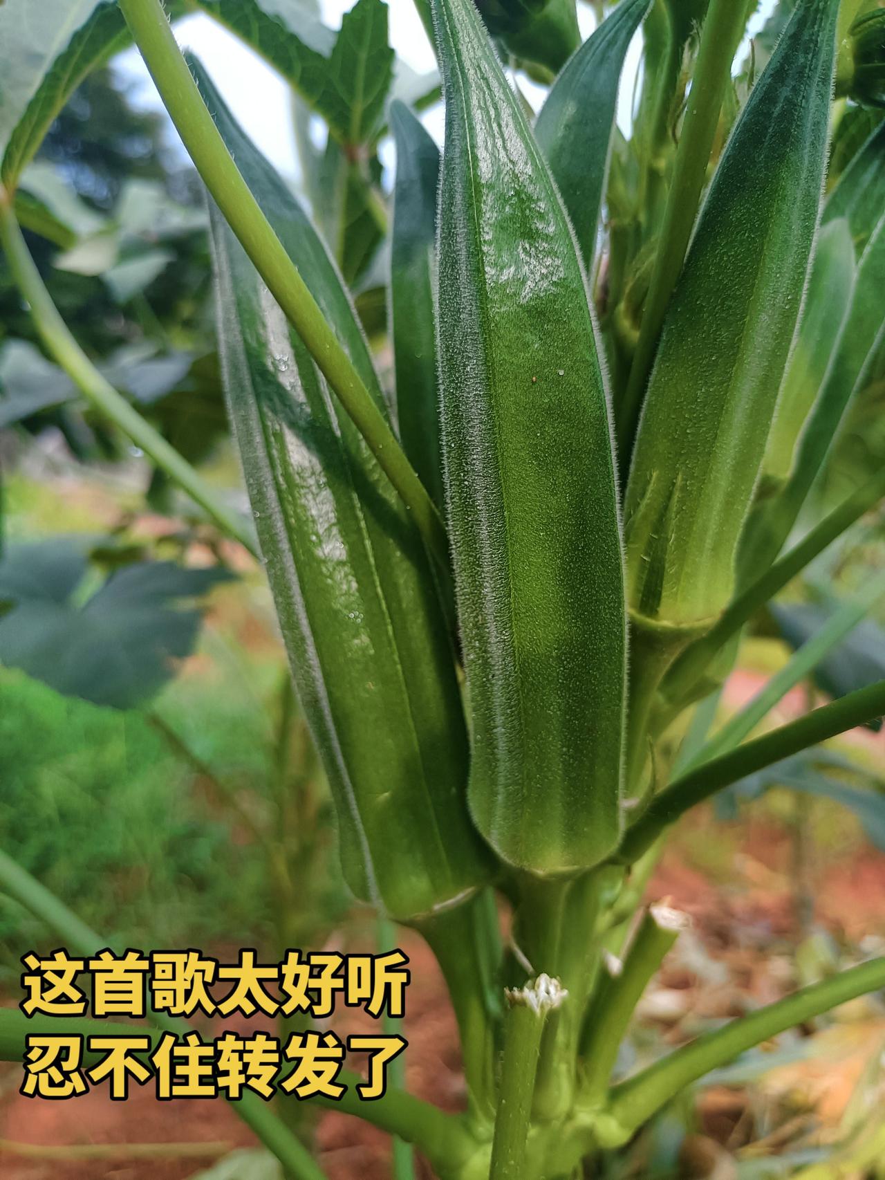 沁人心脾，如痴如醉。