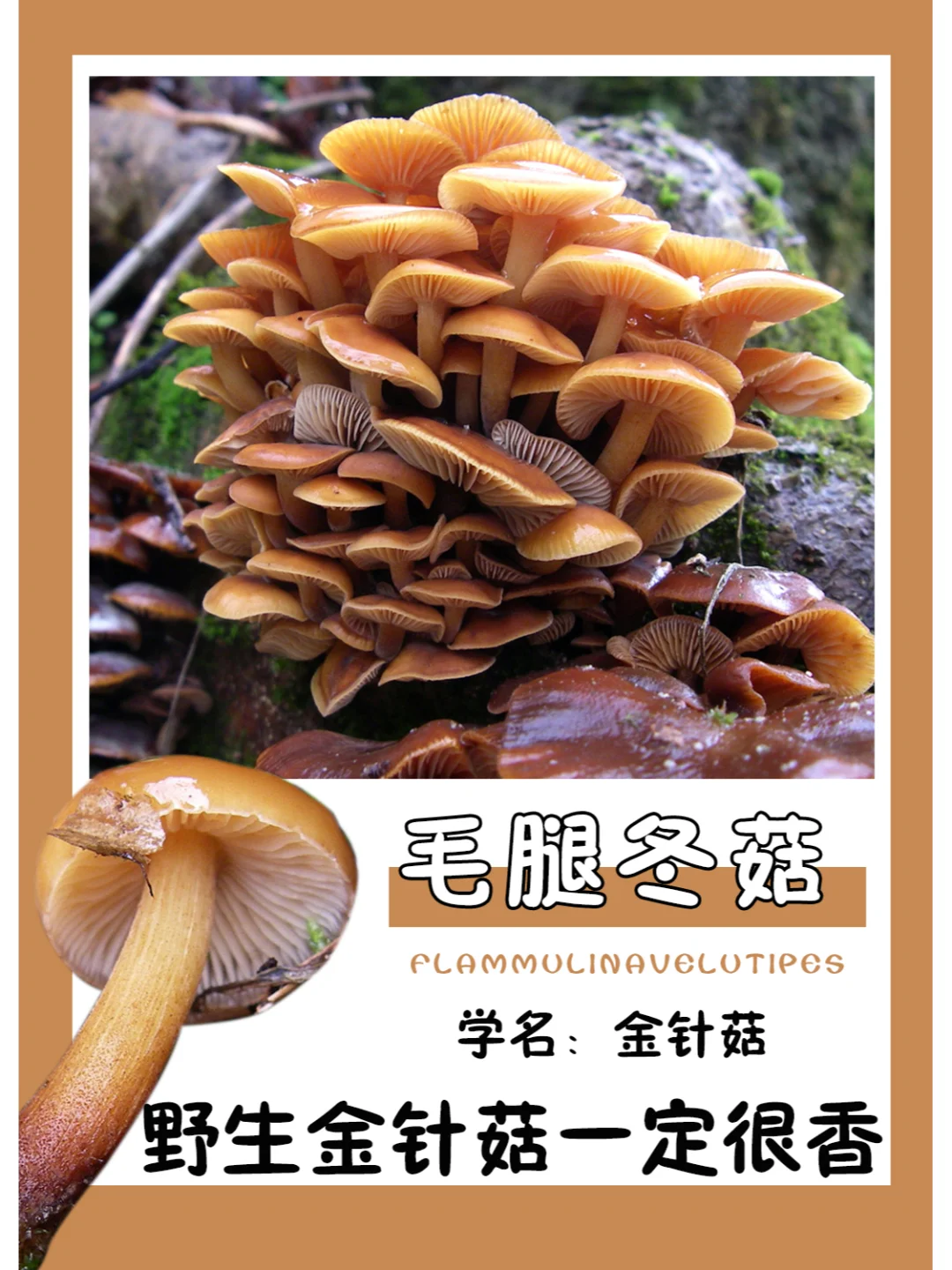 好想吃吃看野生的金针菇喔~