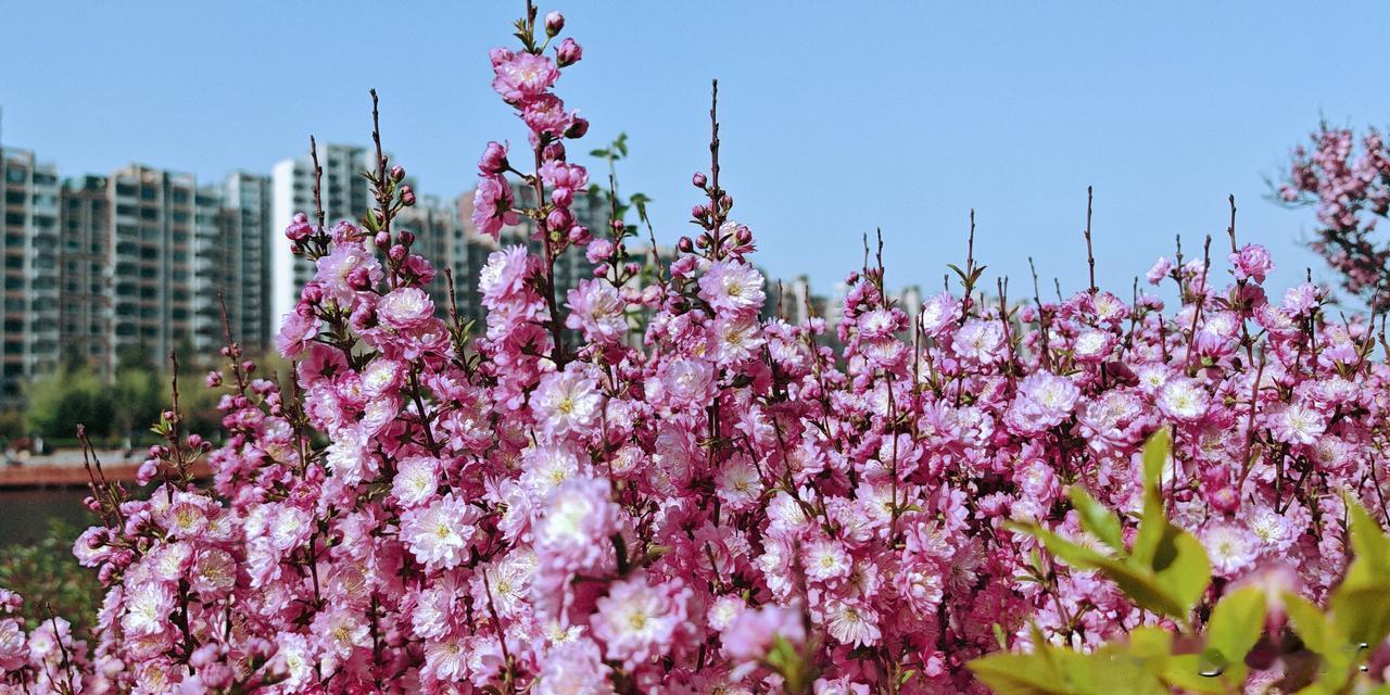晒图笔记大赛这是一组粉红色的麦李花。麦李是蔷薇科李属的落叶灌木，原产中国，因花期