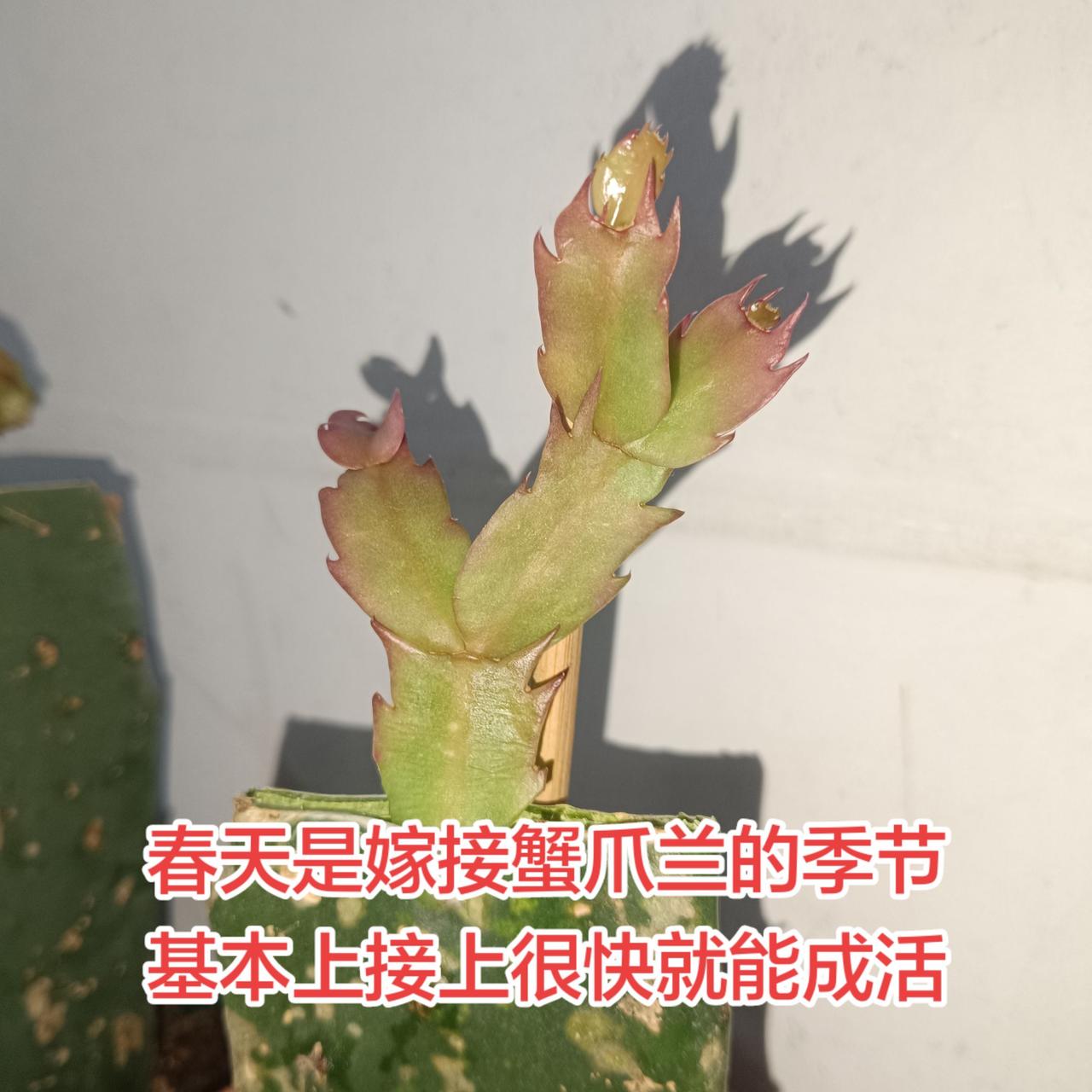春天是嫁接蟹爪兰的季节