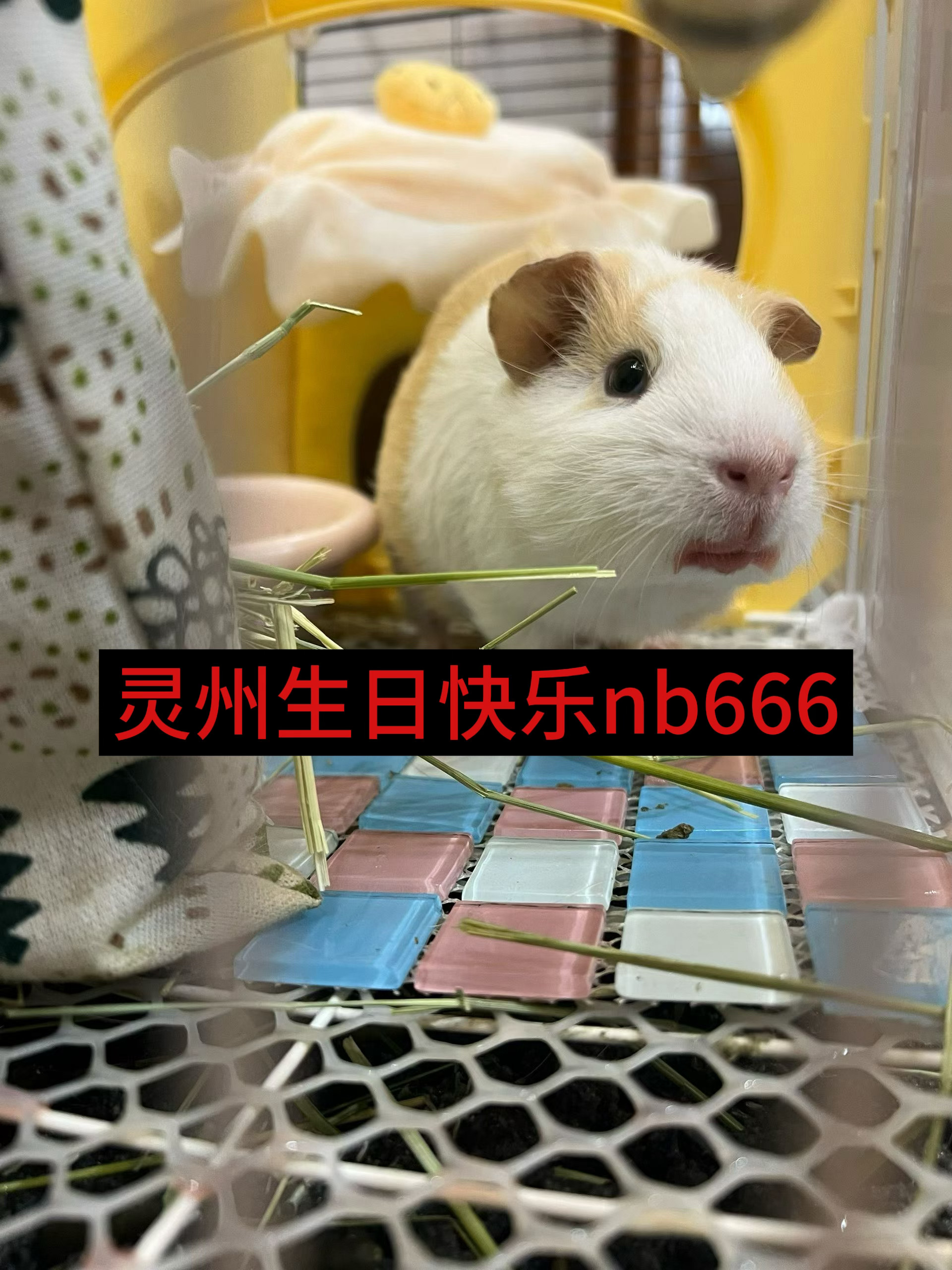0000携爱宠老公 祝您们生日快乐