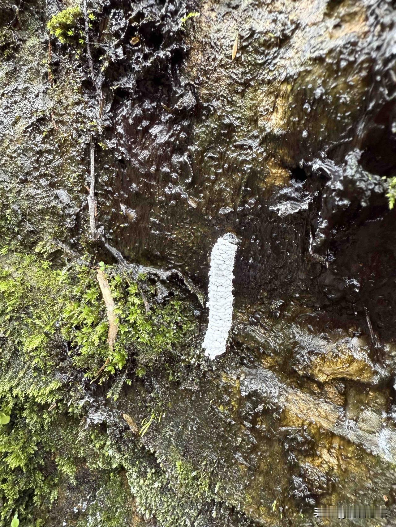 这几条是传说中的冰蚕吗？生长在佛门净地，所在处苔藓遍地，泉水冰冽，感觉不是凡物哎