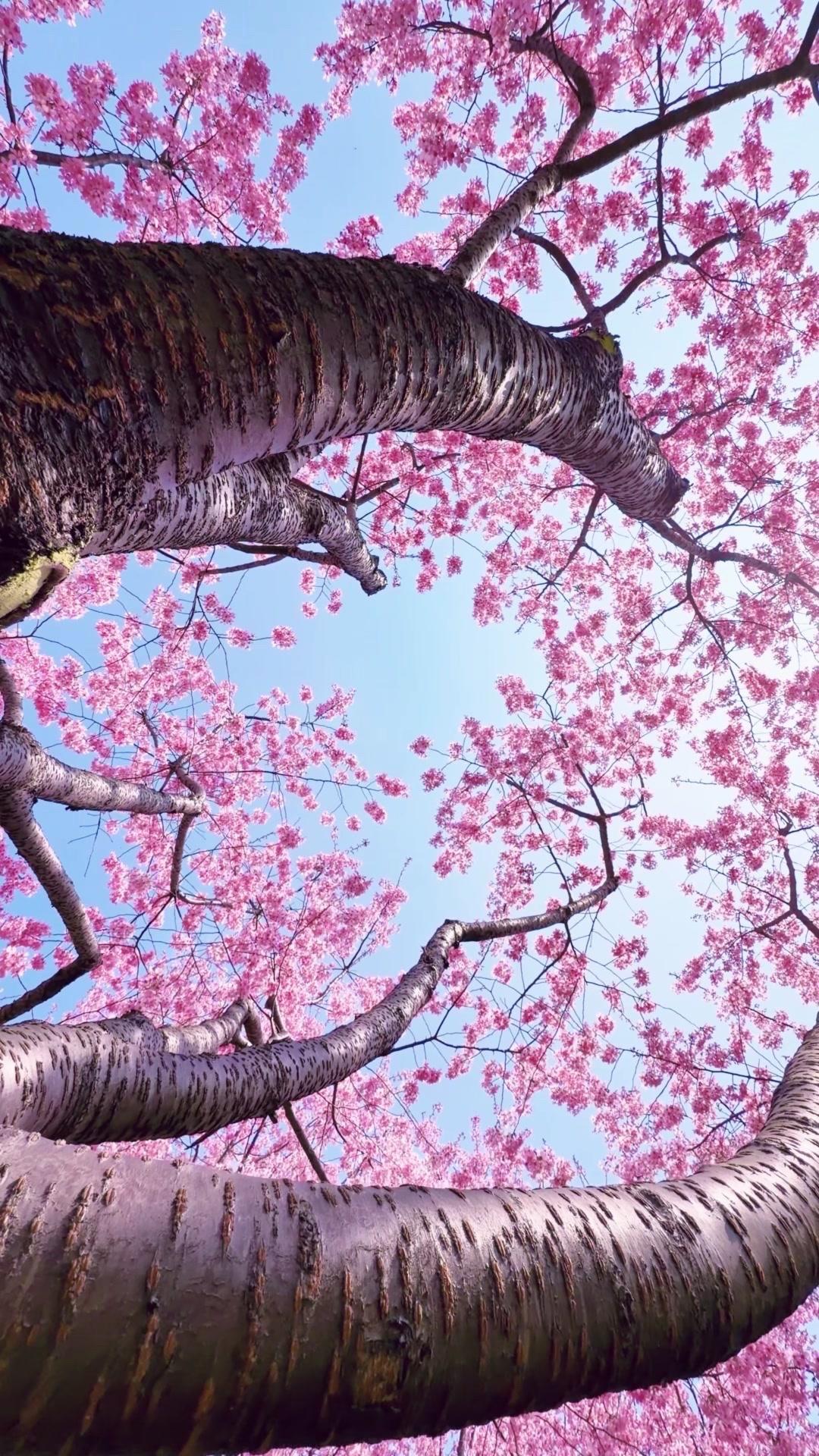 🌸宁波春日治愈时刻：樱花开满的南部商务区
在宁波南部商务区，抬头是繁花织成的穹