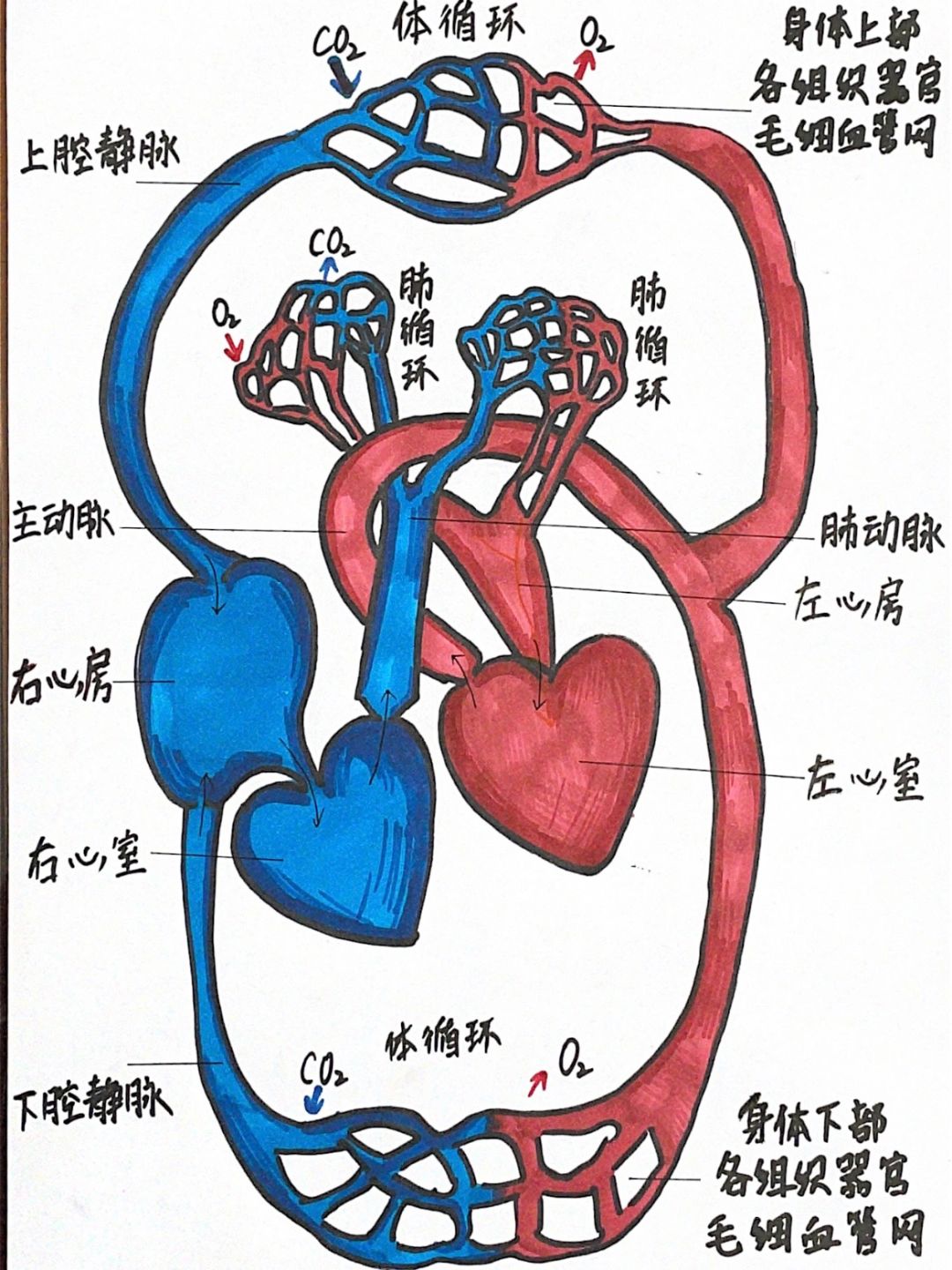 血液循环