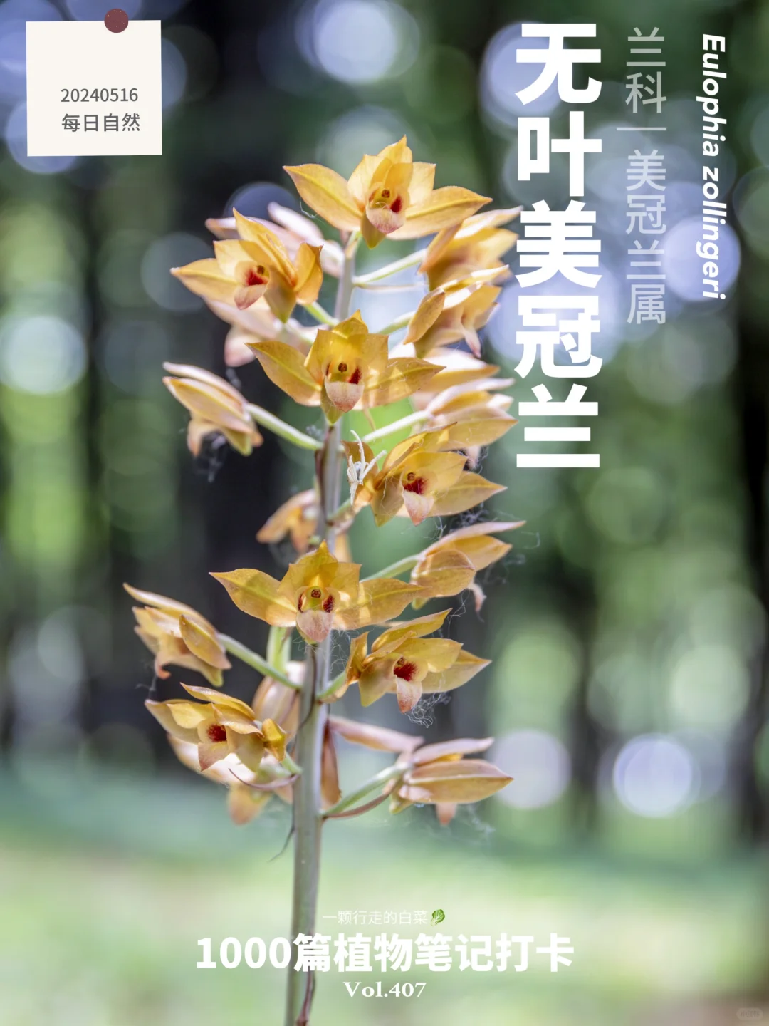 植物笔记407 | 轰动深圳的“网红”兰花