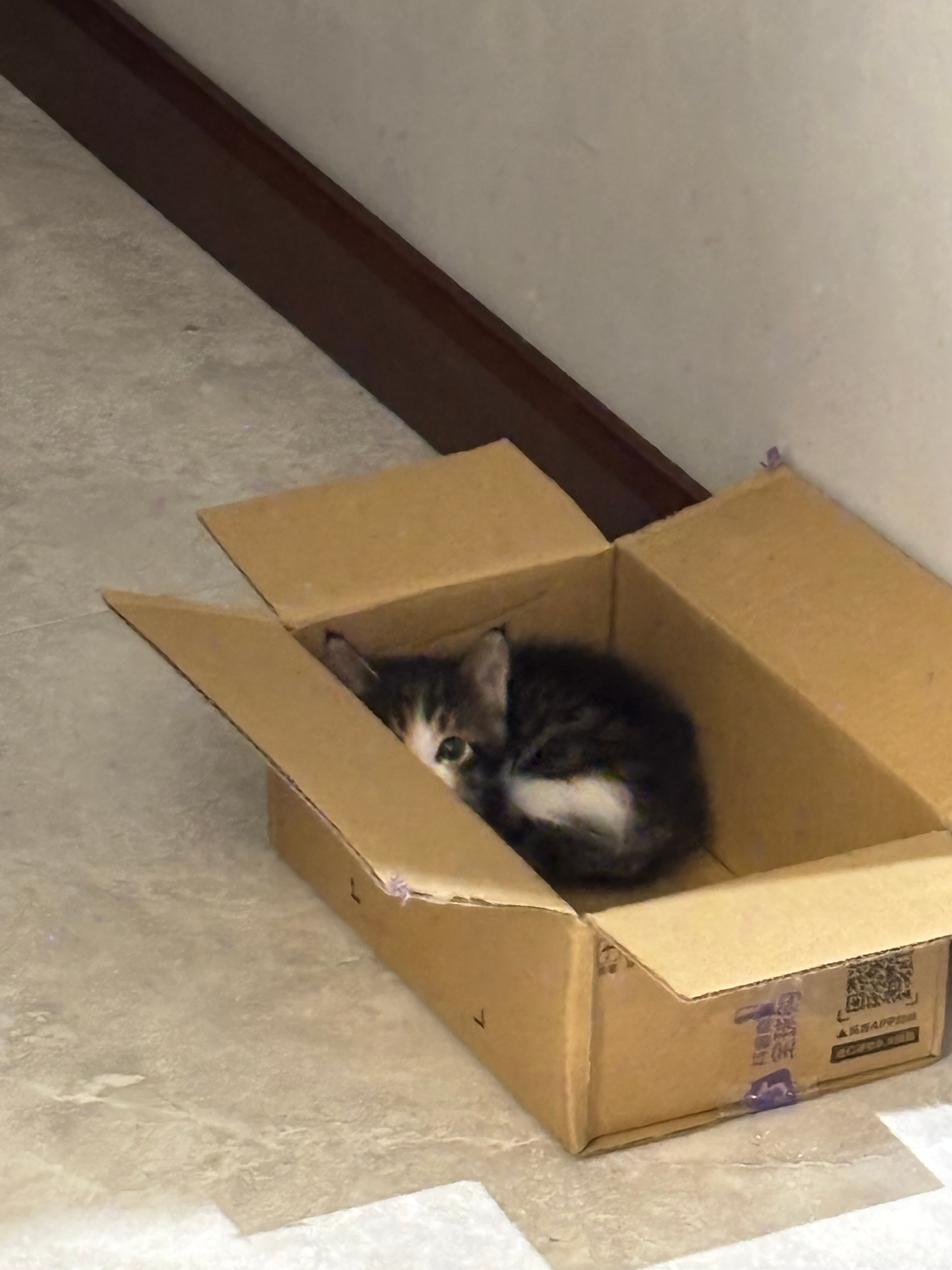 养了一只猫 才一个月大 天才来的 会在尿垫尿尿 换了猫砂 就会在猫砂尿尿拉💩不