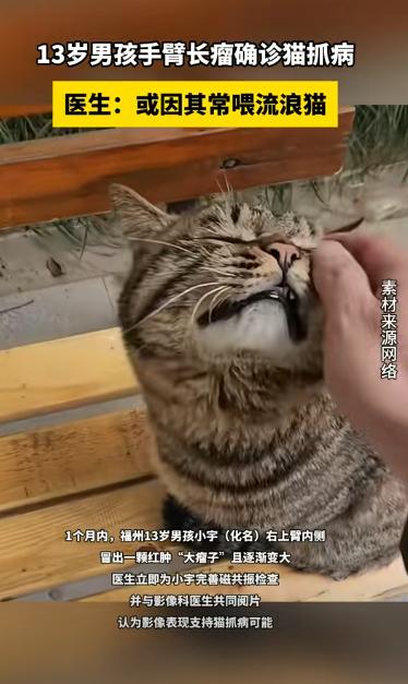 这下后悔了吧！”9月9日报道，福建福州，一13岁男孩经常投喂流浪猫，结果手臂上长