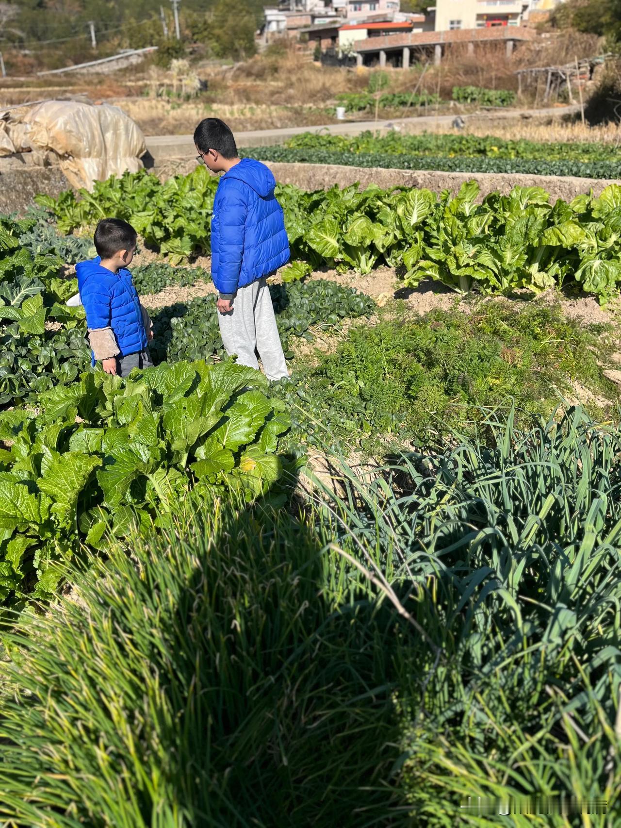 大家来找一找，到底哪个是胡萝卜🥕的叶子呢？