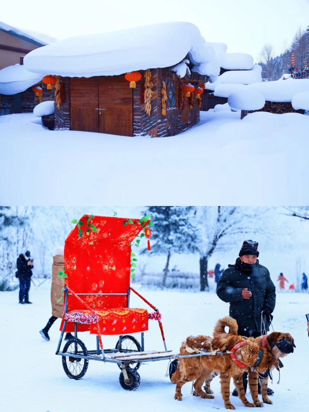 今日雪乡开园！大数据把我推给要去东北的人