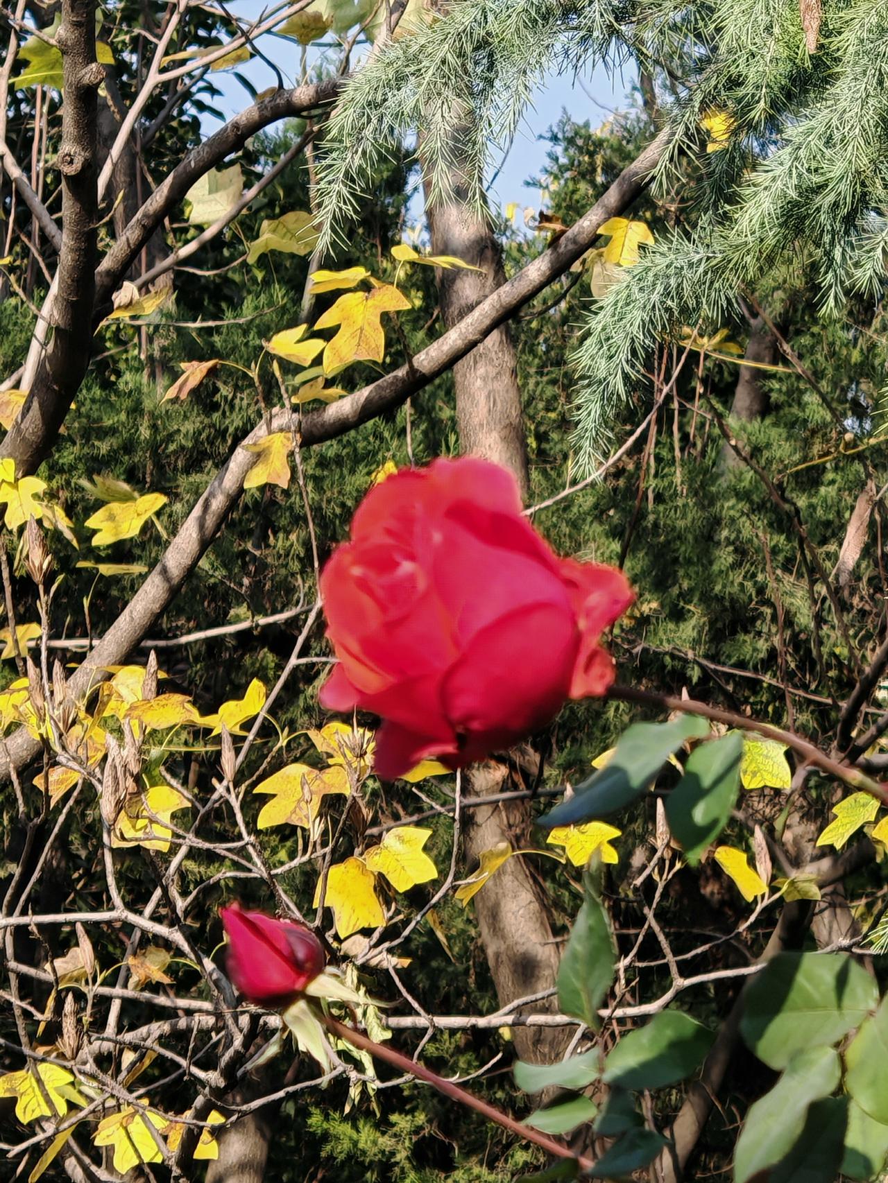 冬日暖阳，真的太治愈了。12月15日贵州都匀杉木湖公园，就有很多人在暖阳下赏景游