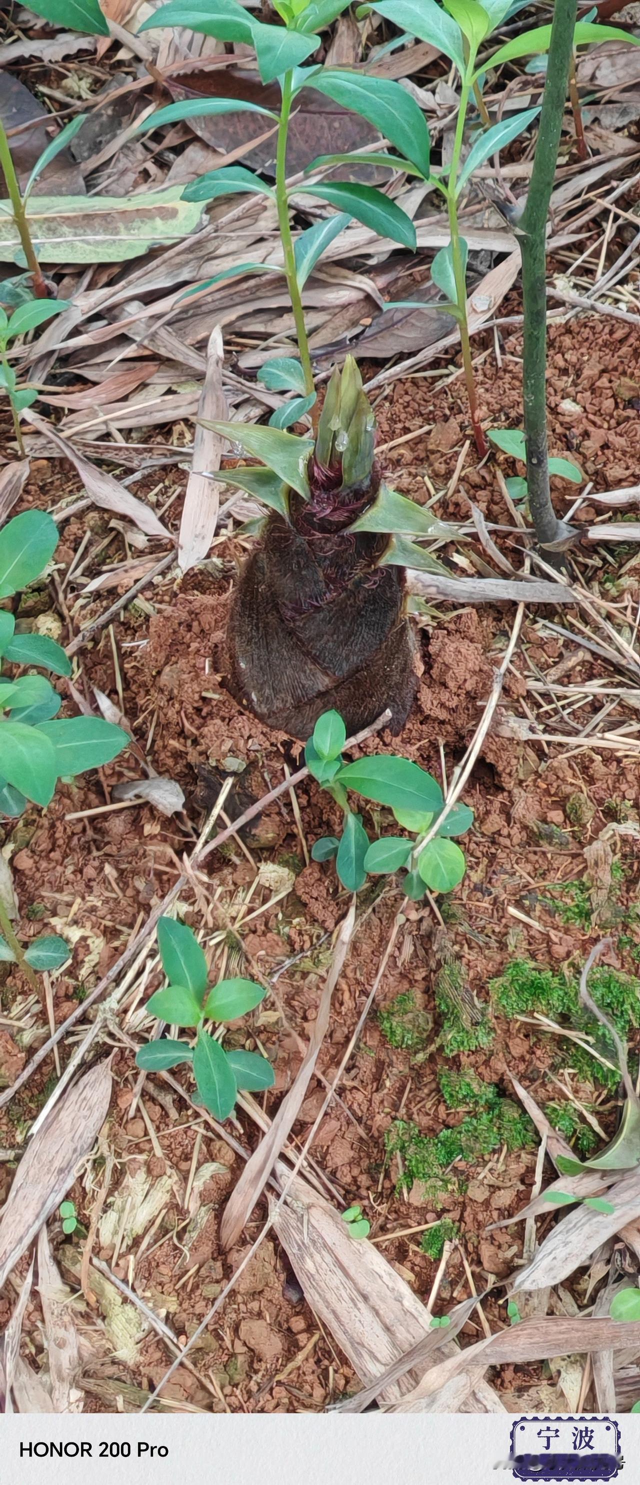 雨后春笋就是这个样子的，长出来的速度太快了