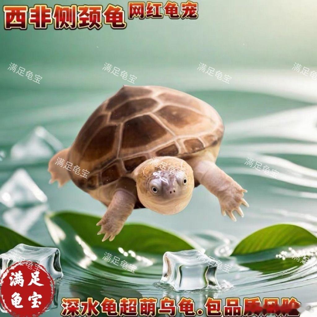 我好想买个露天乌龟缸养好几个乌龟你们支持我吗？ ​​​