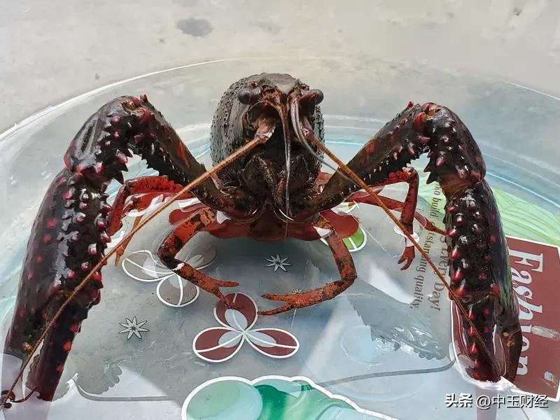 目前“养龙虾”（OpenClaw智能体）热潮主要集中在中国，源于国内完备的数字基