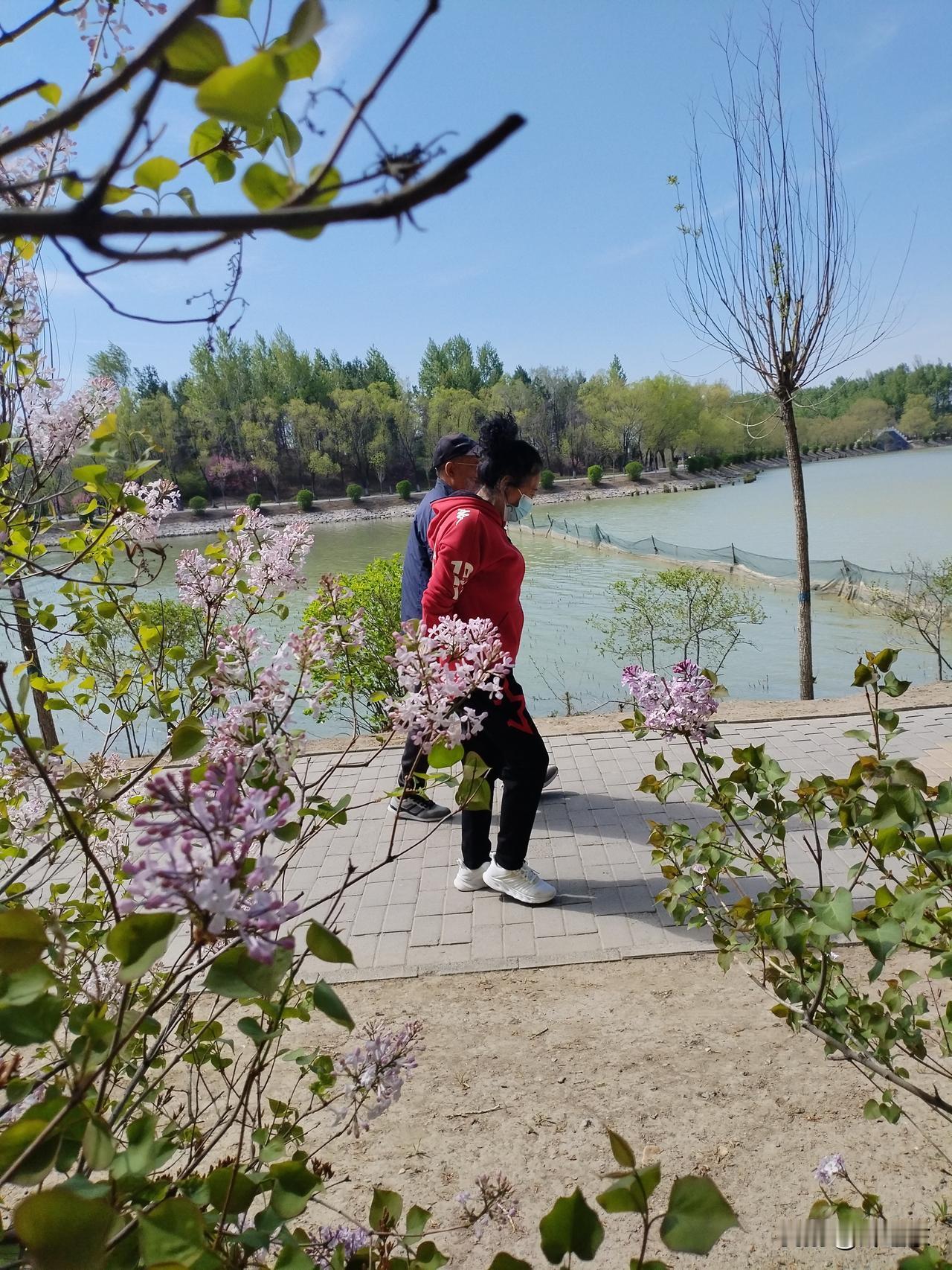 紫丁花漫
紫丁花漫两岸香，
本是碧湖疑似江。
风掀浪涌推舟去，
请续句……
（一