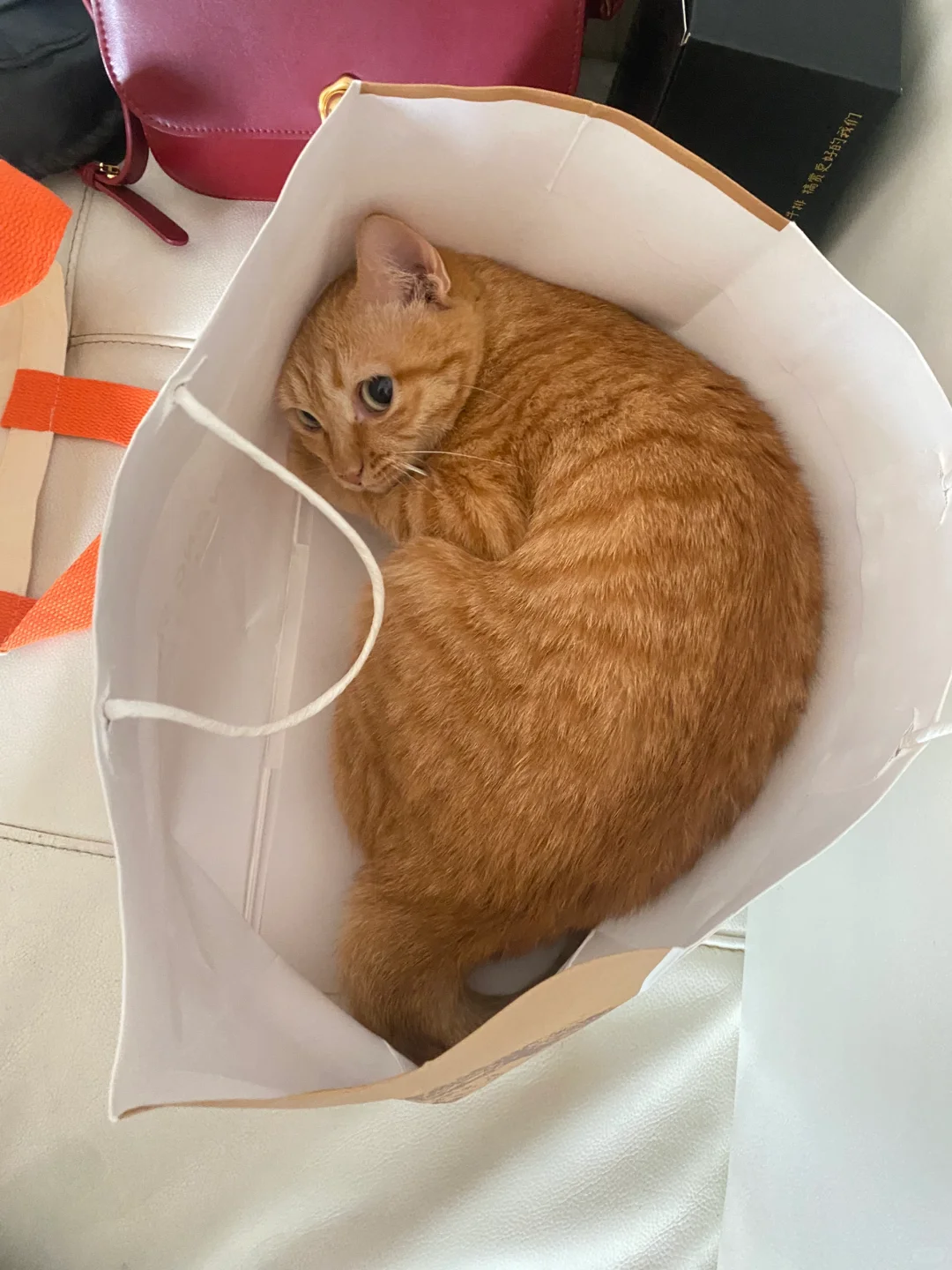 一条喜欢钻纸袋的猫猫虫