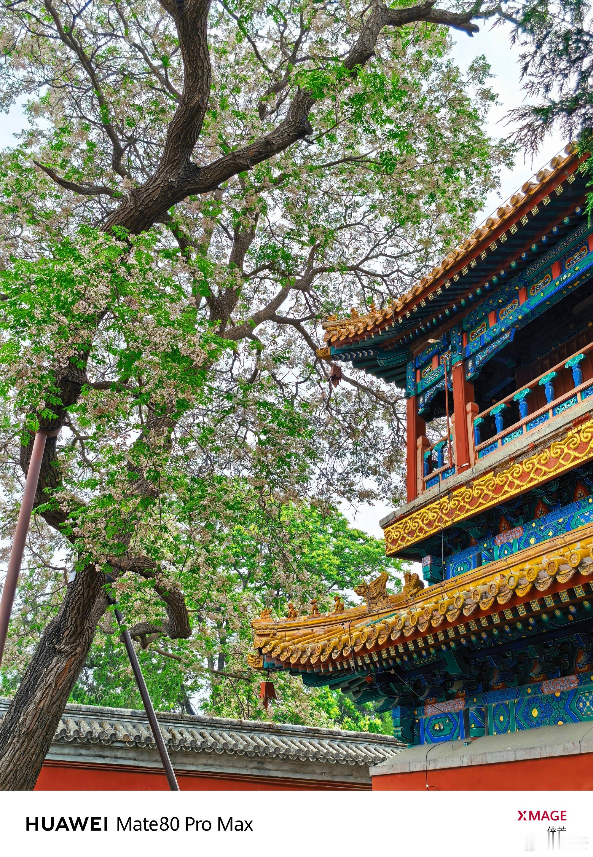 《楝花满院，古寺安然》       在阐福寺的檐下，撞见了满树苦楝花开。    