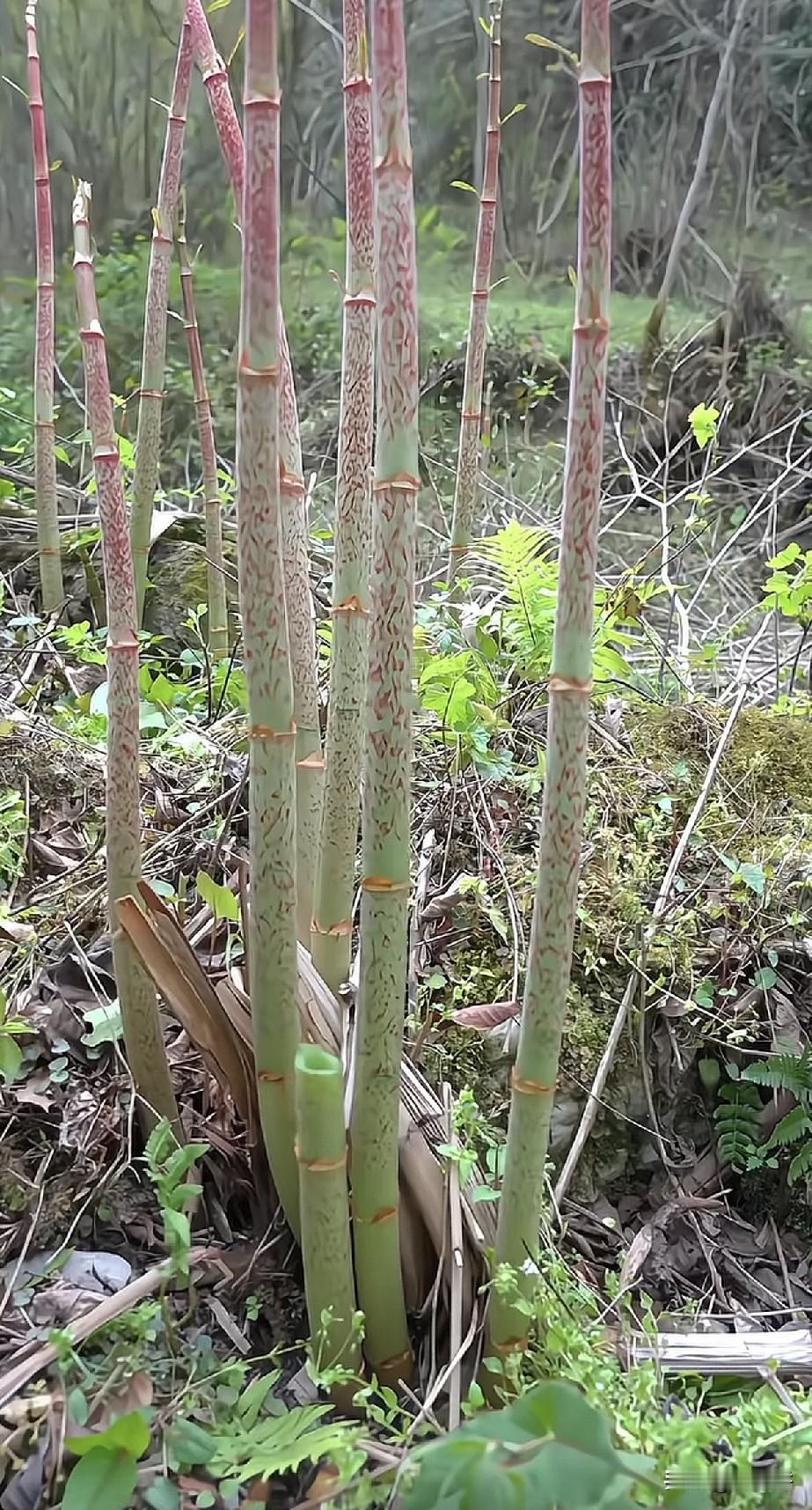 这个植物恐怕只有70.80后知道吧。。。