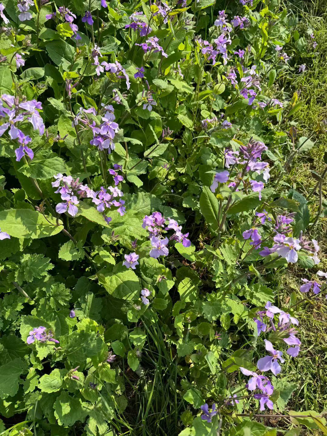 春日生活打卡季二月兰开，紫韵满丛，春风拂过，皆是温柔。