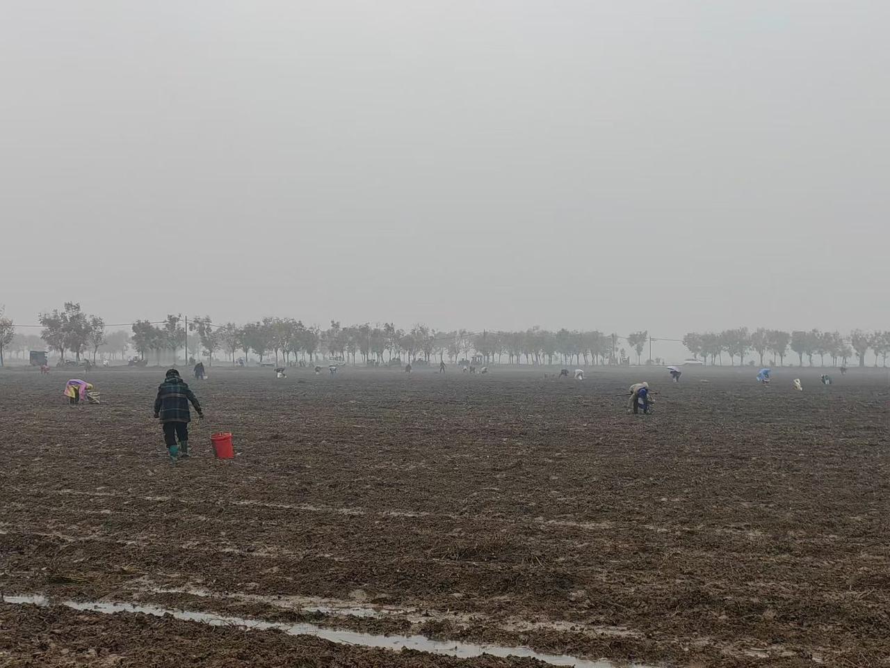 七律•偶遇群众
雨中溜花生有感
 
雨打田畴湿布衣，躬身刨土不辞疲。
泥黏手足花