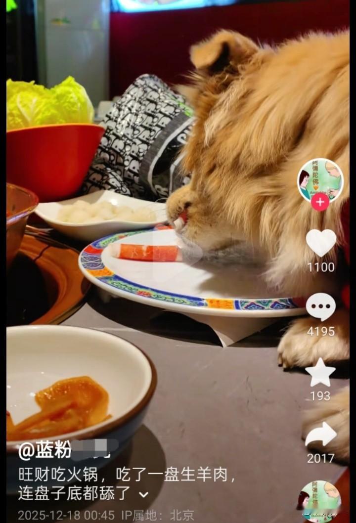 真是啥人都有！北京一女子带狗去吃涮肉，让狗上桌吃肉卷，女子还很骄傲的拍了视频：（