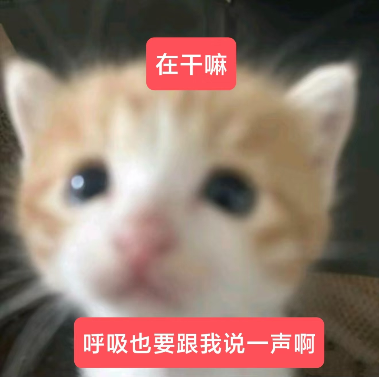 养猫的人没有私人空间这是真的，这次放假来朋友家玩，他家猫太有活力了，干嘛都要跟着