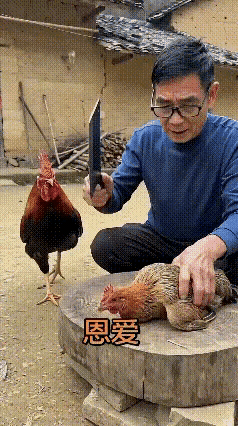 真的太好哭了！家里来客人要杀鸡招待，刚按住母鸡举起刀，旁边的公鸡突然冲了过来。