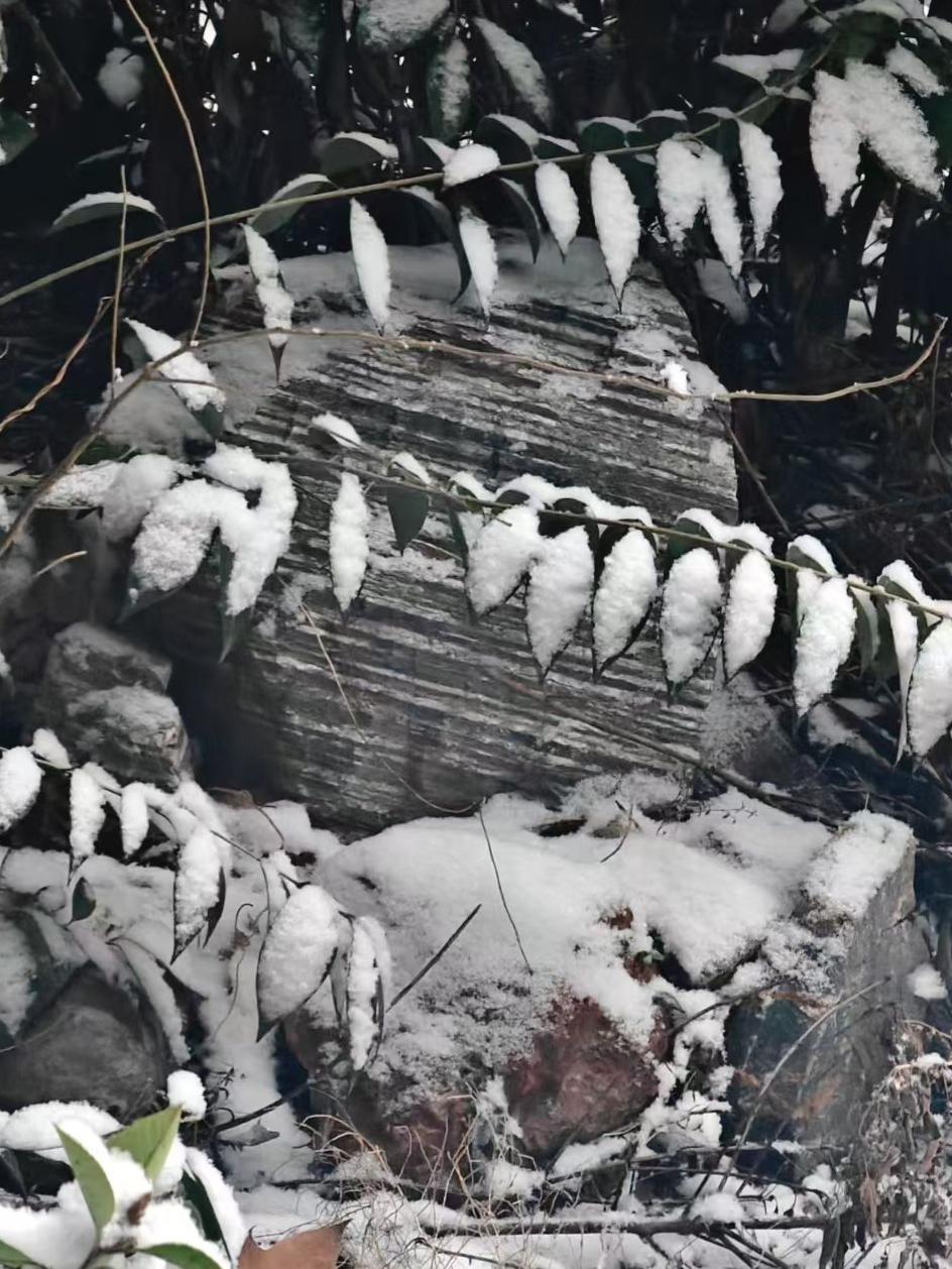 雪给叶片裹上白绒，岩石在寒枝间沉默，整个冬都在这静谧里，成了时光冻住的诗。
🌿