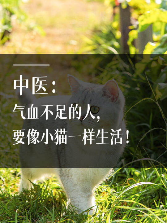 中医：气血不足的人，要像小猫一样生活！