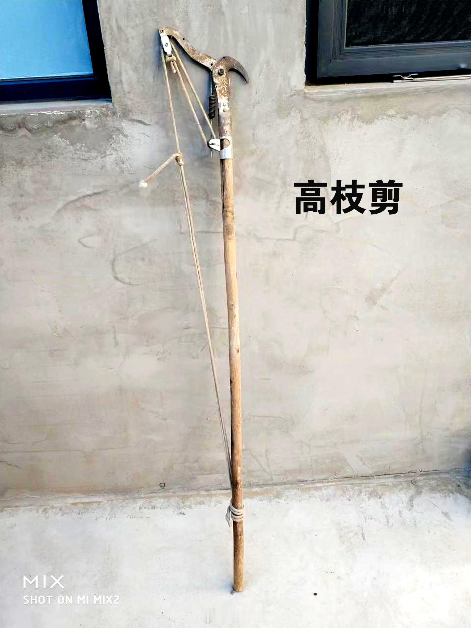 这种工具，城市人知道的不多。它叫高枝剪。果树需要年年剪枝。如果树很高，需要剪的树