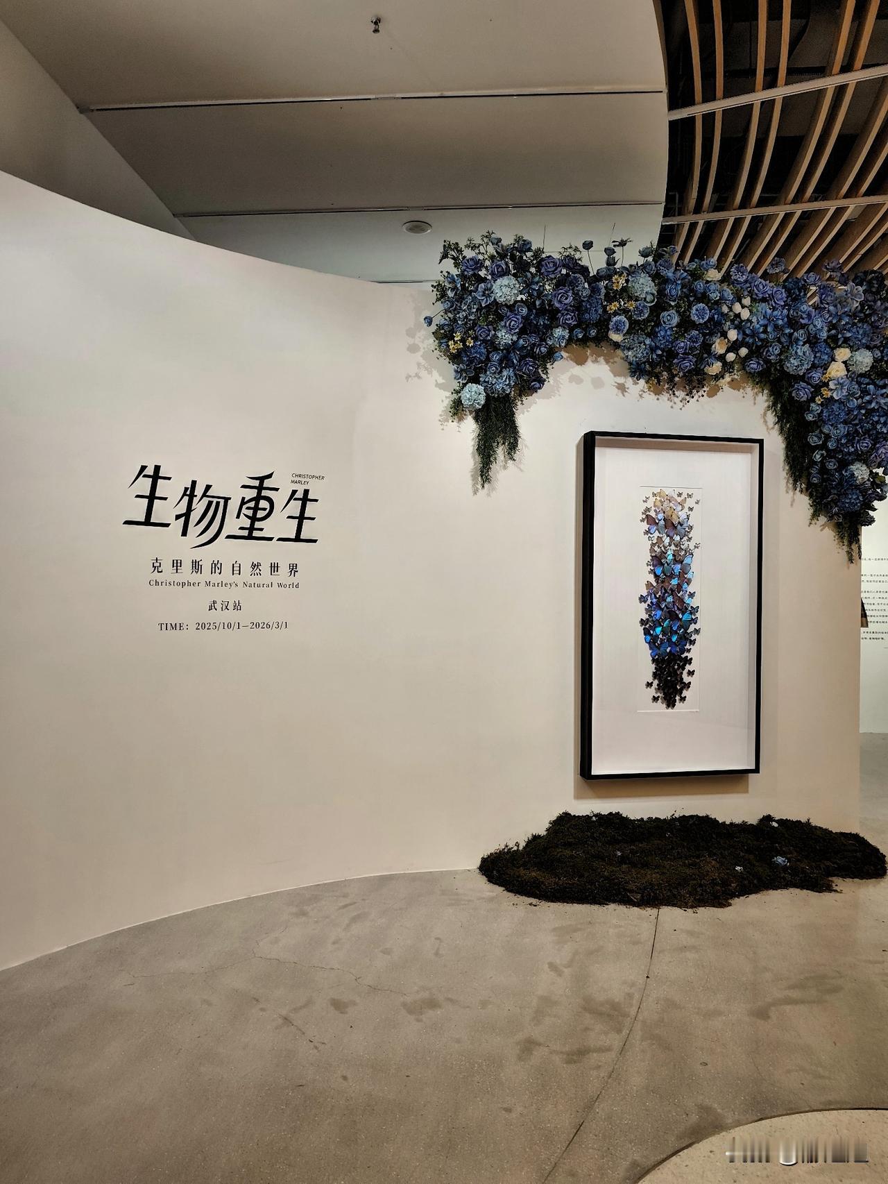 武汉汉口K11 4楼藏着个神仙展！《生物重生》克里斯自然艺术展直接把“自然科学”