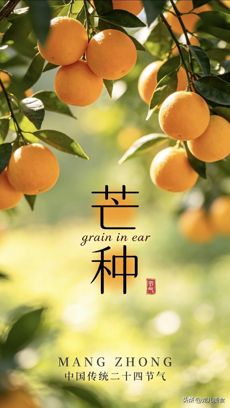 芒种过了午，三伏热死牛”，今日芒种几点？今年三伏到底热不热
2026年6月5日2