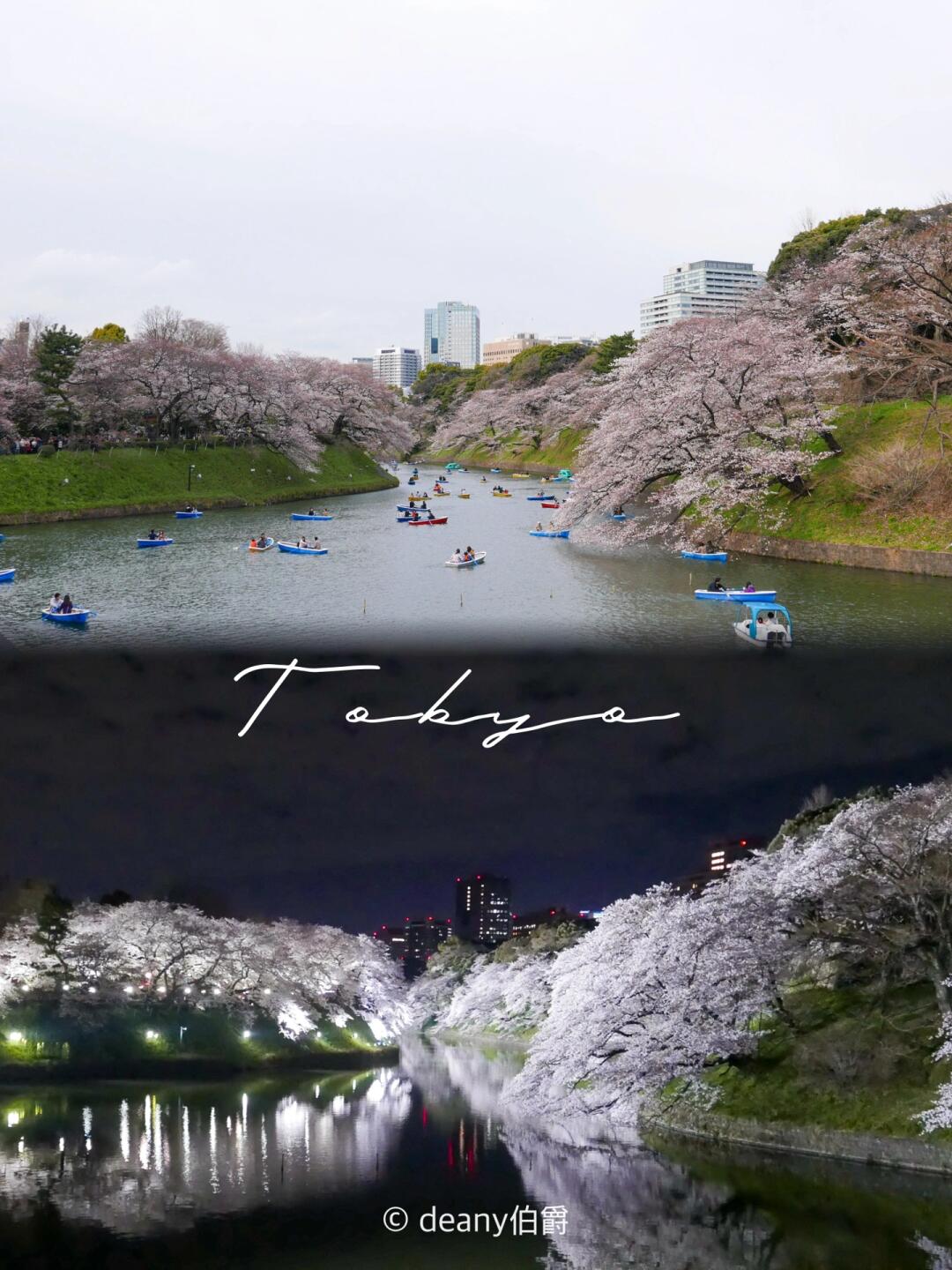 东京赏樱花🌸千鸟渊的日与夜