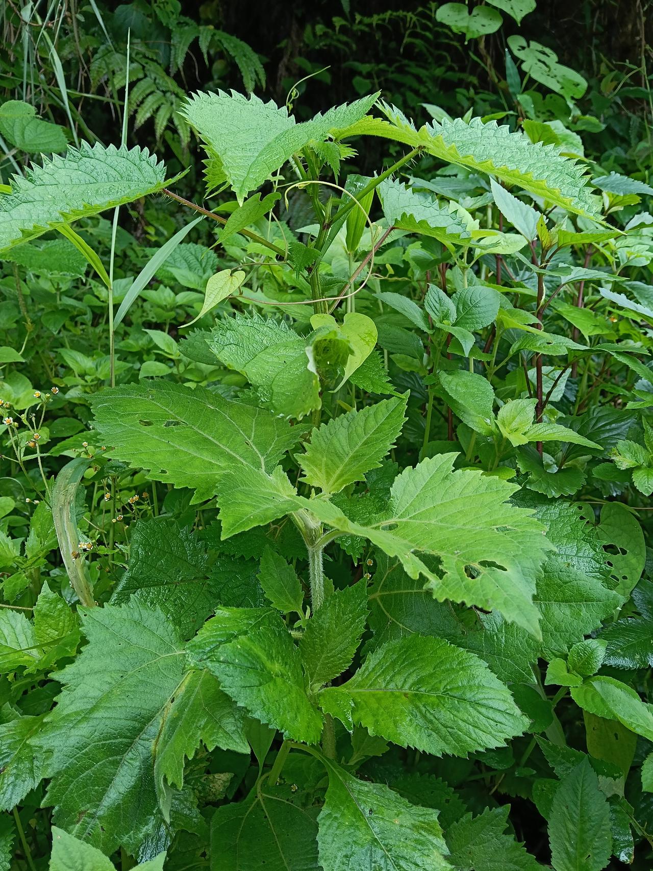 这是什么植物？有知道的吗？从来没有见过，叶子有褶皱，挺漂亮的，知道的欢迎留言。