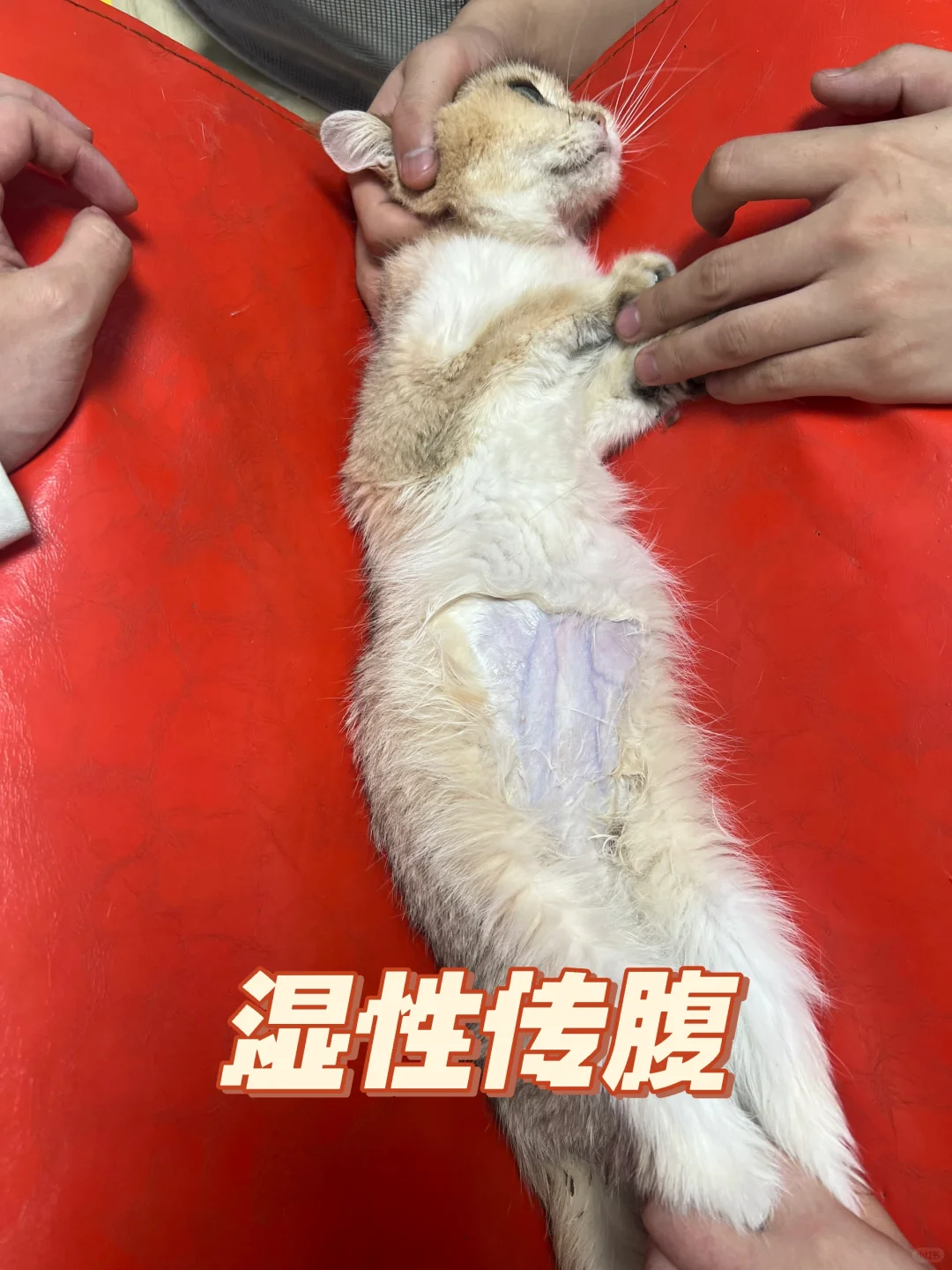 猫病何其多