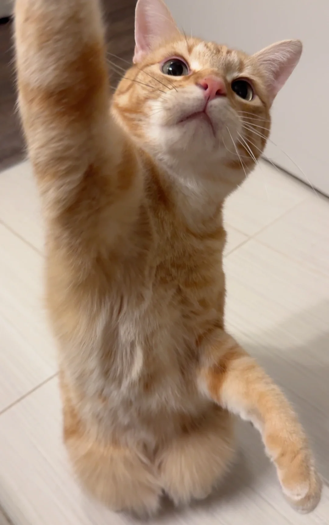 老师我要回答问题