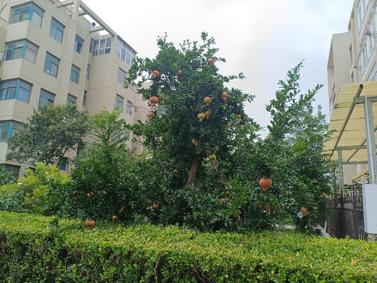 2026年7月13日拍摄于曹县罗兰小区