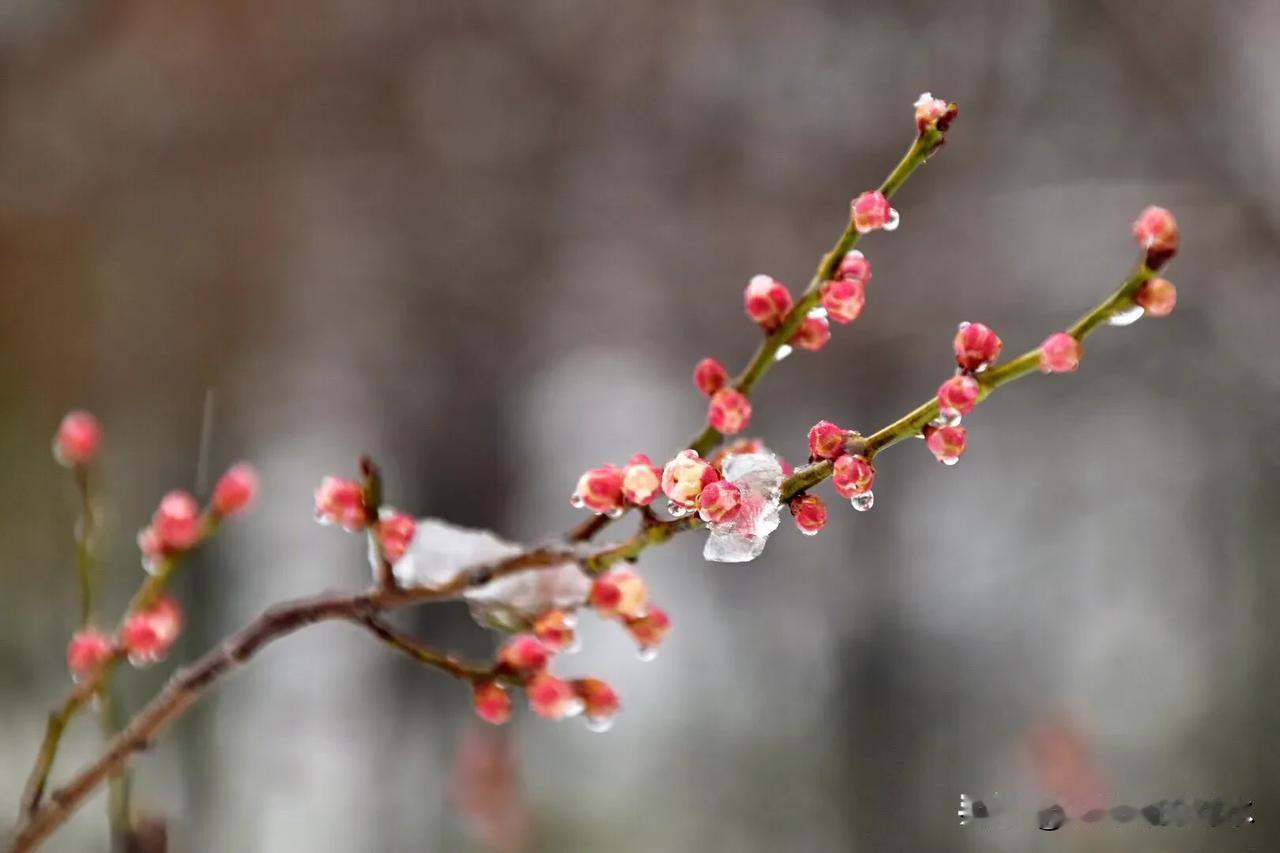 梅花香自苦寒来。
不经一番寒彻骨，哪得梅花扑鼻香。