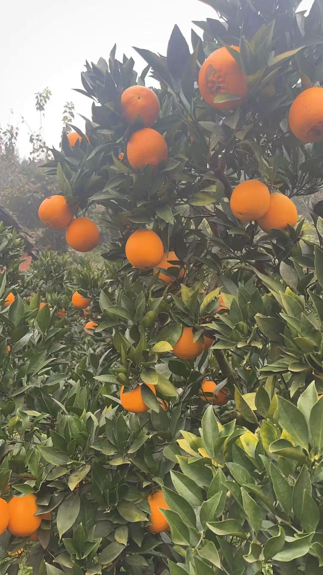 亲戚家的水果，有需要的联系@喜洋洋