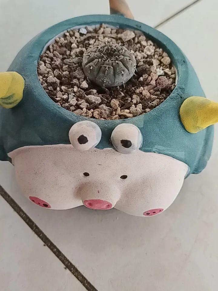 能晒晒你认为状态最好的一盆多肉吗