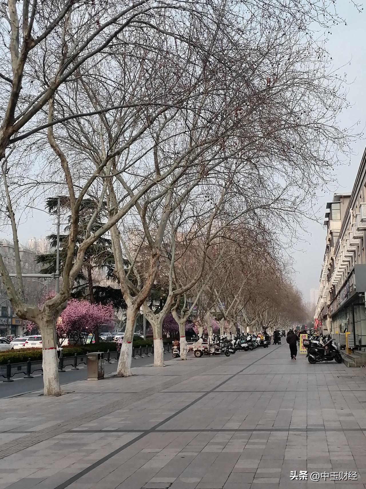 记录我的2026桐树还没有长出绿叶，虽然今天是312植树节，但看看绿城中的植物还