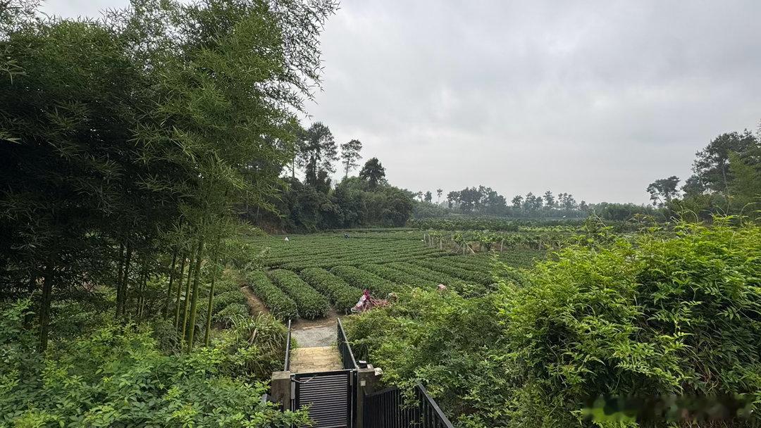 午后，在远家。不远处，好朋友在各个房间午睡。我还是睡不着，脑子里都是《金瓶梅》里