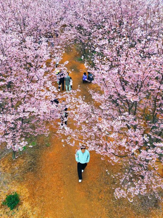 我在衢州走花路|这条通往春天的山路美哭了