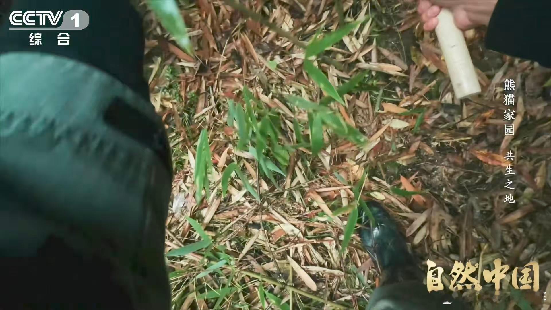 原来大熊猫不喜欢竹林疯长 🎋科研团队让竹林不再“过度生长”，保证熊猫活动和觅食